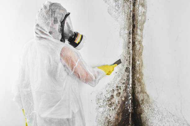 Certified Mold Removal