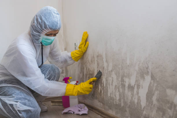 Best Mold Removal Company Near Me  in Ahuimanu, HI