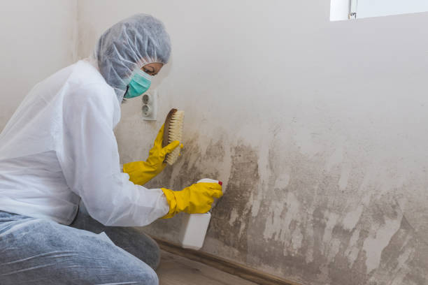 Best Local Mold Removal Service  in Ahuimanu, HI