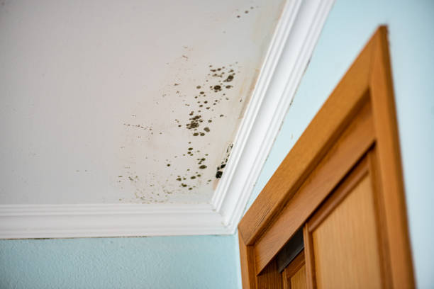 Best Mold Damage Repair  in Ahuimanu, HI